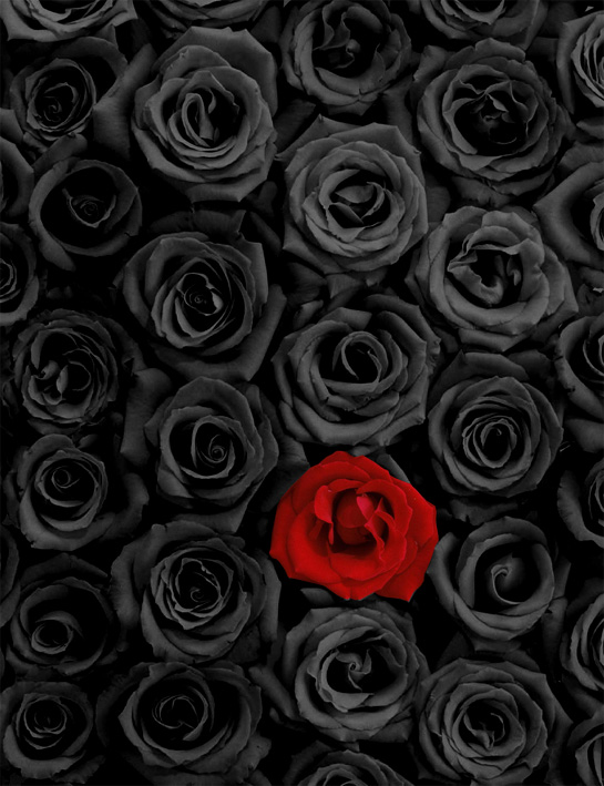 選択した画像 壁紙 黒薔薇 画像
